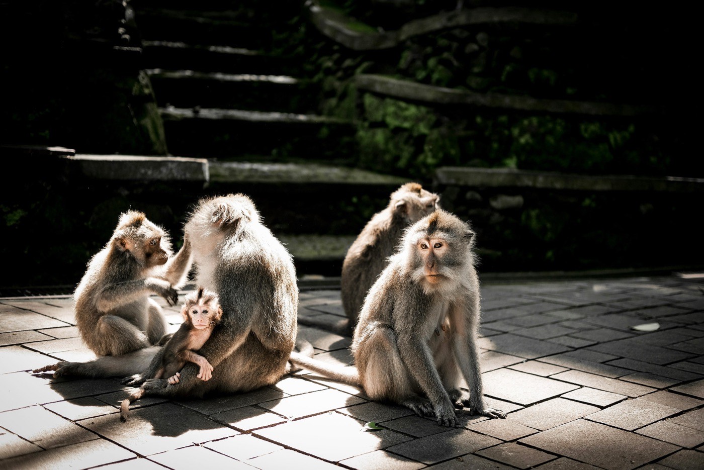 Bali Monkeys