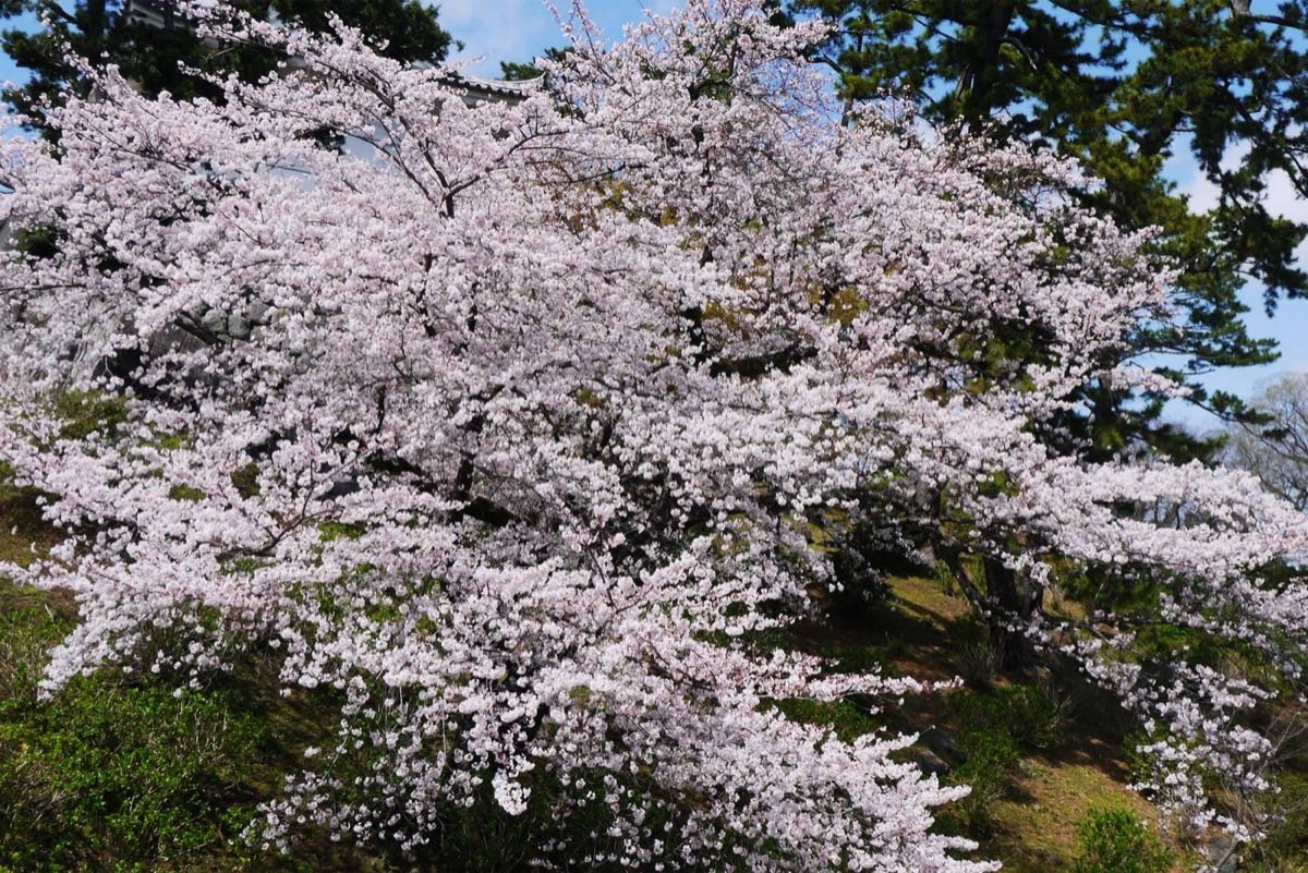 Koishikawa Korakuen Garden