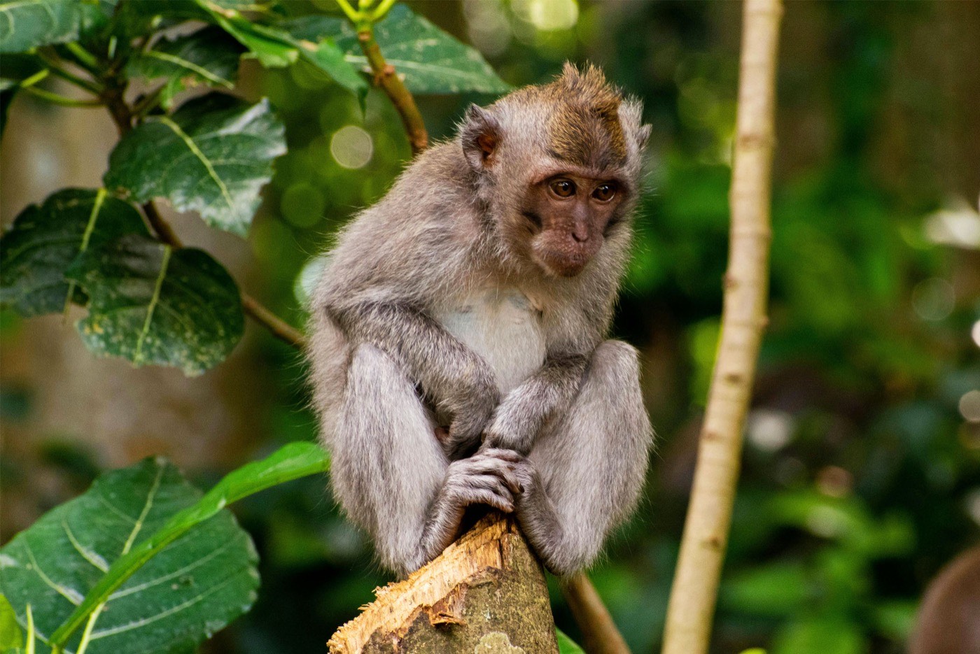 Inocent Looking Monkey