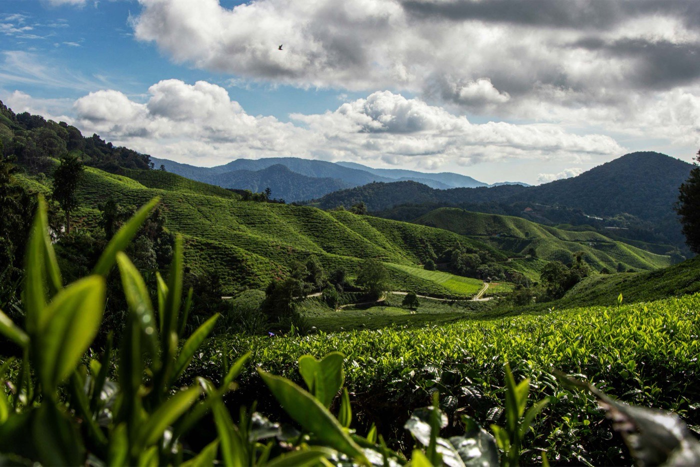 Cameron Highlands Pahang Malaysia