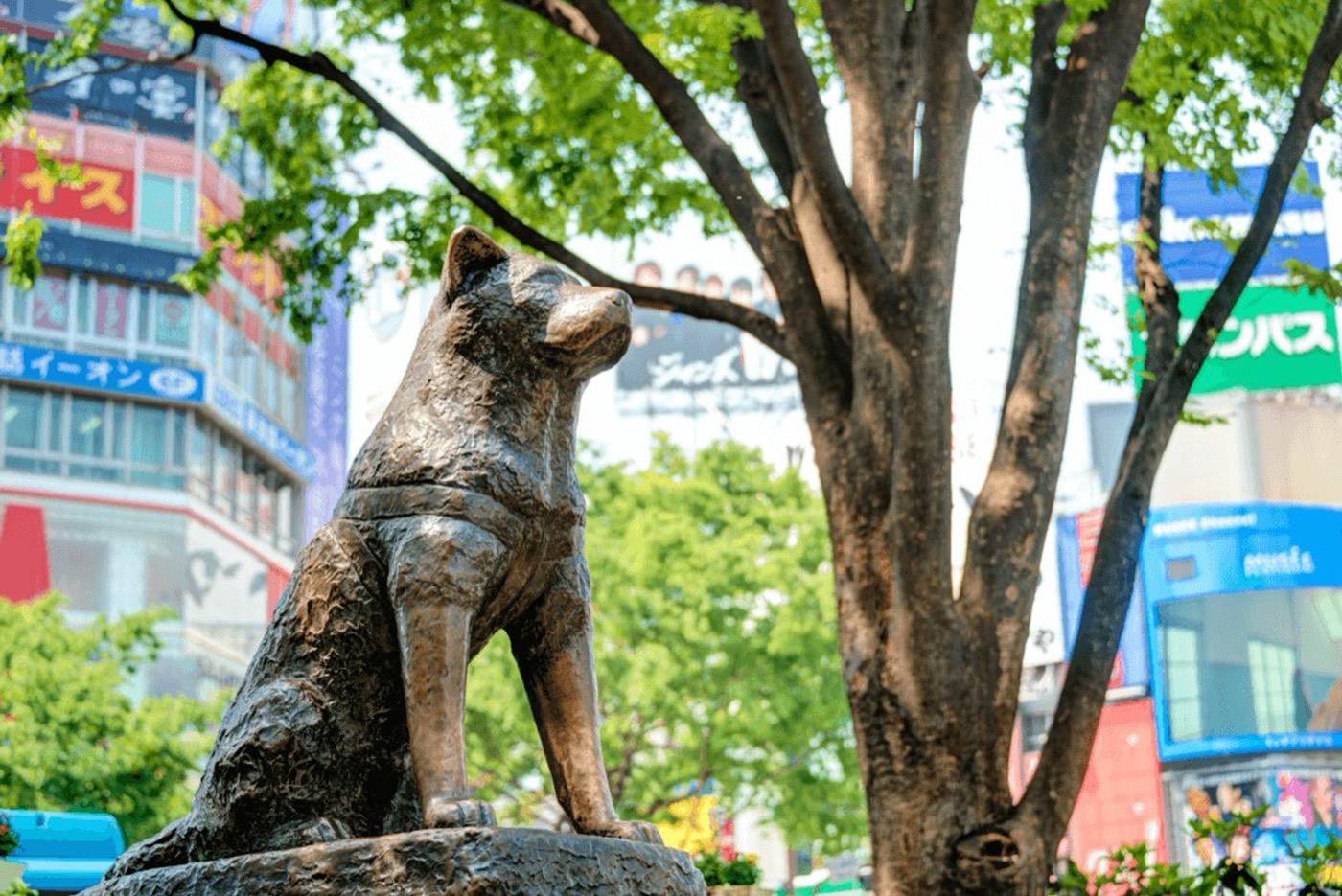 Statue Of Hachiko Dog